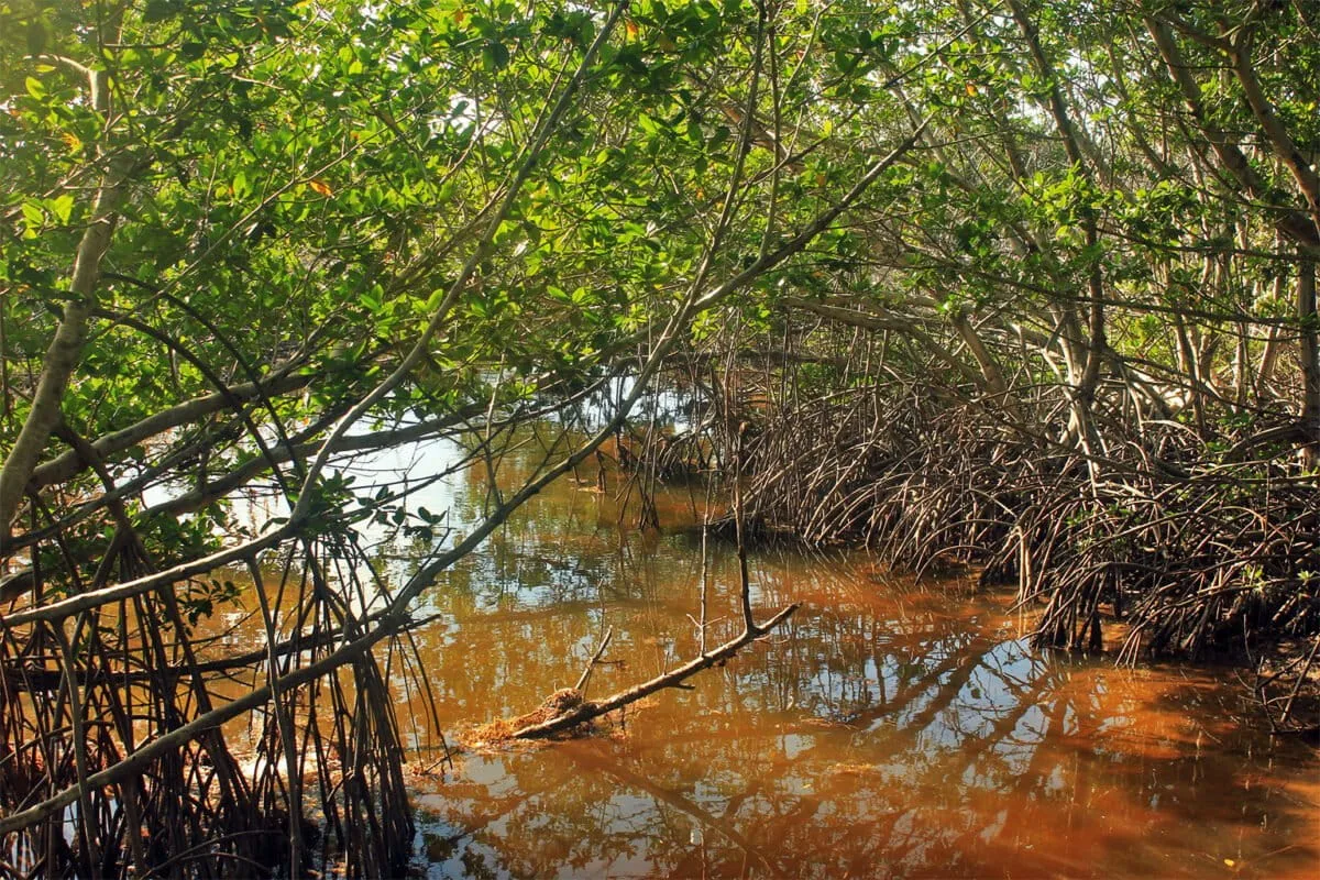 Mangroves keep waves at bay. A new study helps scientists predict how